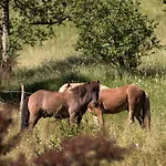 Pensjonat Homestead Farm Tesnak Gorenja Vas (Gorenja Vas-Poljane)